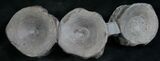 Three Associate Ichthyosaur Vertebrae - Germany #8217-1